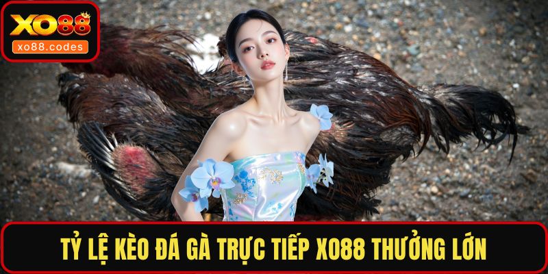 Tỷ lệ kèo đá gà trực tiếp XO88 thưởng lớn